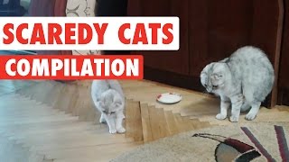 Scaredy Cats Video Compilation 2016 [upl. by Nirre]