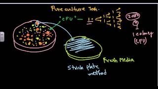 Pure culture isolation techniques [upl. by Stirling536]