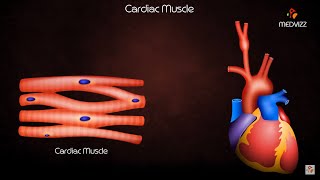 Cardiac Muscle Physiology Animation [upl. by Aytak695]