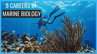 9 Careers in Marine Biology You Should Know About  Careers in Biology [upl. by Cooper747]