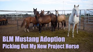 BLM MUSTANG ADOPTION  Picking Out My New Project Horse [upl. by Edeline291]