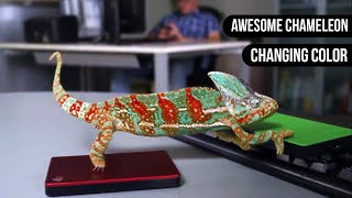 Chameleon Changing Color  Animals are Awesome [upl. by Yun]