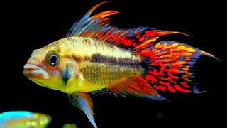 Top 5 Centerpiece Fish for your small to medium sized Community Aquarium [upl. by Adnopoz774]