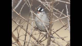 Whitecrowned Sparrow Identification Example [upl. by Ettezoj]