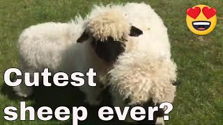 Swiss Valais Blacknose Sheep Worlds cutest sheep Moorparks Devon [upl. by Heron]