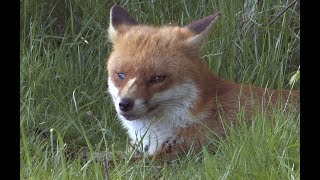 The Red Fox  The British Mammal Guide [upl. by Odnala]