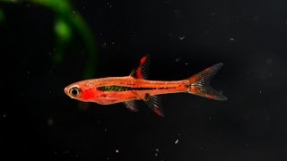 The Chili Rasbora Boraras brigittae Species Spotlight [upl. by Avid278]