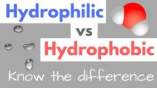 Hydrophilic vs Hydrophobic  Substances  Cell Membranes [upl. by Niwred507]