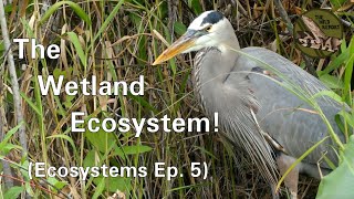 Ecosystems Episode 5 The Wetland Ecosystem 4K [upl. by Moshell436]