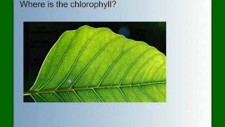 Photosynthesis Part 1 An Overview [upl. by Oznola]