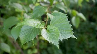 Viburnum dentatum  Arrowwood [upl. by Edia]