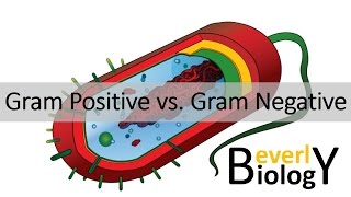 Gram Positive vs Gram Negative Bacteria [upl. by Northey872]