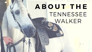 About The Tennessee Walker  Gaited Horse Breeds  DiscoverTheHorse [upl. by Thurston]