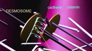 INTERCALATED DISCS IN CARDIAC MUSCLE [upl. by Aterg]