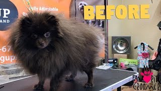 How to groom a Pomeranian Cutest dog ever [upl. by Eshelman]