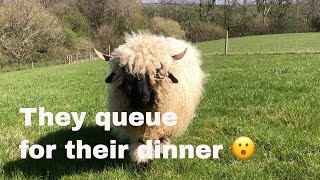 Swiss Valais blacknose sheep  How we feed our small in lamb flock [upl. by Frederick]