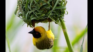 Weaver Bird  Building Nest  How Birds Build Their Nest [upl. by Eslehc392]