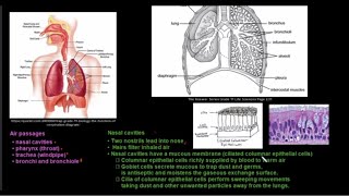 Grade 11 Life Sciences Gaseous Exchange [upl. by Malachi]