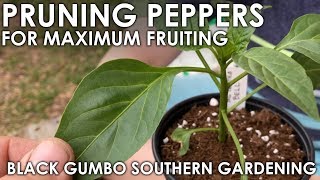 Pruning Pepper Seedlings for Maximum Production  Black Gumbo [upl. by Ashti725]