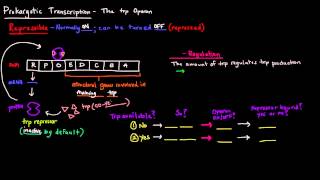 Prokaryotic Transcription Part 4 of 5  The trp Operon [upl. by Leirua]