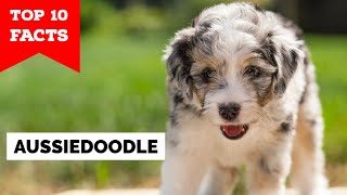 Aussiedoodle  Top 10 Facts [upl. by Aicinat]