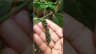 Green Berries of Black Pepper [upl. by Flore]