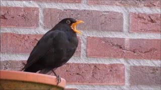 Common Blackbird Turdus merula singing [upl. by Katusha719]