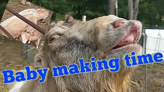 How to Breed Goats  Part 3  Full Breeding [upl. by Aitnuahs]