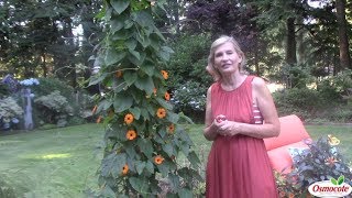 BlackEyed Susan Vine on a Warm Summer Patio [upl. by Alves]