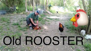 How to Introduce the new Hens to the old Rooster [upl. by Ahsier459]