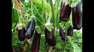 Comment cultiver des aubergines Un guide complet étape par étape [upl. by Enrobyalc234]