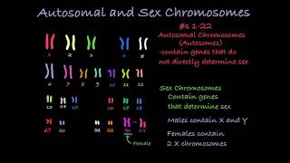 Reading Karyotypes [upl. by Baudoin239]