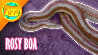 Brazilian Rainbow Boa The Best Pet Snake [upl. by Stieglitz414]