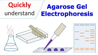 Agarose gel electrophoresis [upl. by Atelokin312]