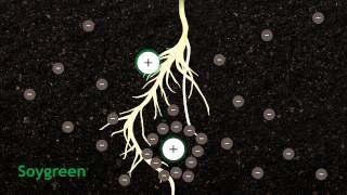 How Chelation Works In Agriculture [upl. by Eidda530]