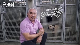 Cesar Millan How to Pick the Best Shelter Pet for You  Zapposcom [upl. by Naahsar]