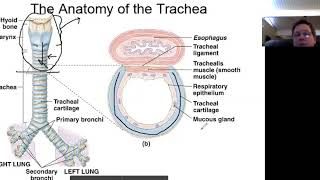 The Trachea [upl. by Noiroc]