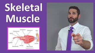 Skeletal Muscle Tissue Contraction Sarcomere Myofibril Anatomy Myology [upl. by Bellamy423]