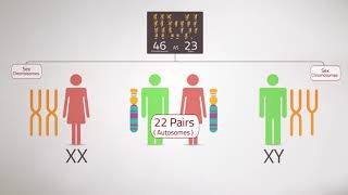 Everything you Need to KnowChromosome Analysis Karyotyping [upl. by Dorolisa]