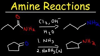 Amine Synthesis Reactions [upl. by Flemming]