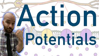 Action Potentials  Animated Explained Graphed [upl. by Lidaa]