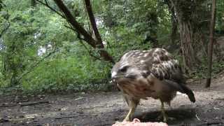 Sound Of A Buzzard Calling [upl. by Artemed549]