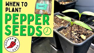 When To Plant Pepper Seeds Indoors  Pepper Geek [upl. by Range780]