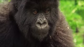 Meet This Family of Mountain Gorillas  Cousins  BBC Earth [upl. by February]