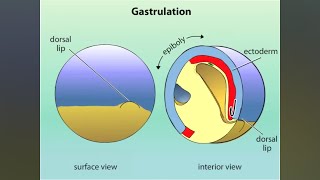 GASTRULATION OF AMPHIBIANS ANIMATED  NEET BSc MSc NET SET RPSC AP amp OTHER COMPETITIVE EXAMS [upl. by Chil]