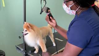 How to trim a Pomeranian like a lion [upl. by Larentia]