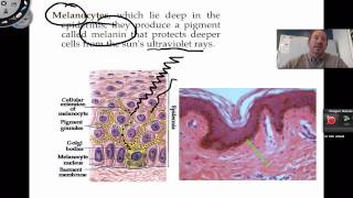 The Integumentary System [upl. by Notsud]