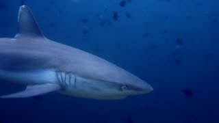 Diving Ari Atoll Maldives [upl. by Faires]