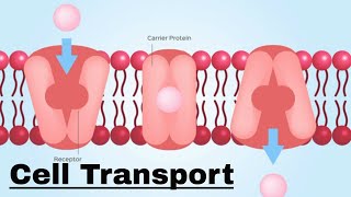 Cell transport Passive and Active Transport [upl. by Honorine]