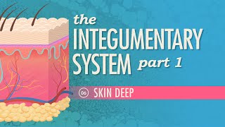 The Integumentary System Part 1  Skin Deep Crash Course Anatomy amp Physiology 6 [upl. by Ellerad]